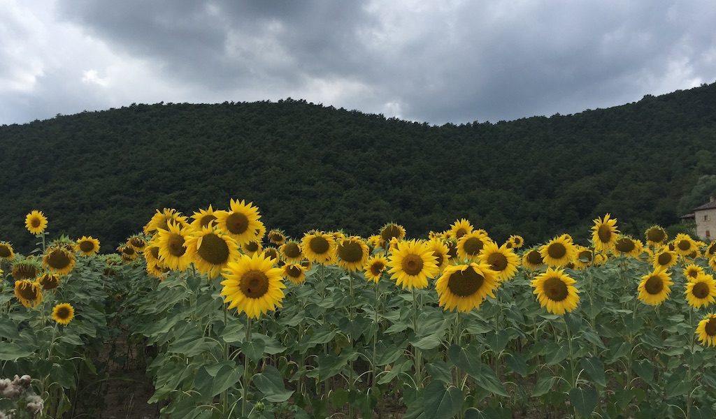 Tuscany-Hidden-Gems-Photo-Sunflowers