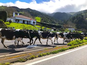 Cows-Crossing-Road-Sao-Miguel-Azores