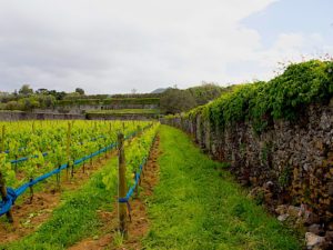 Azores-Sao-Miguel-Quinta-da-Jardinete-Winery-October