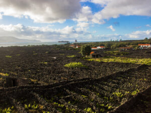 Pico-Wine-Vineyards-Azores-Islands